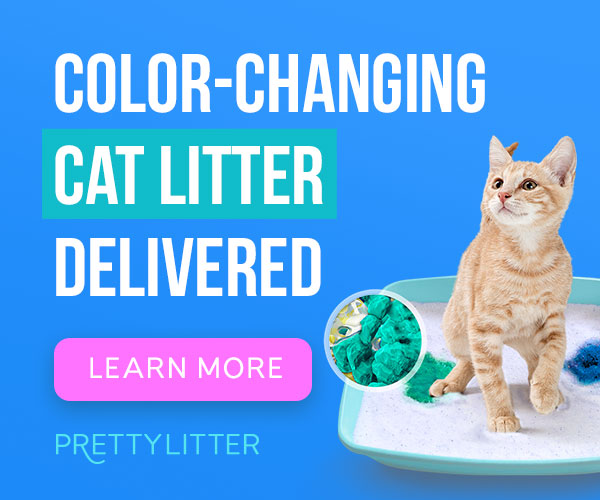 The Chic World Where Style Meets Functionality in Cat Care