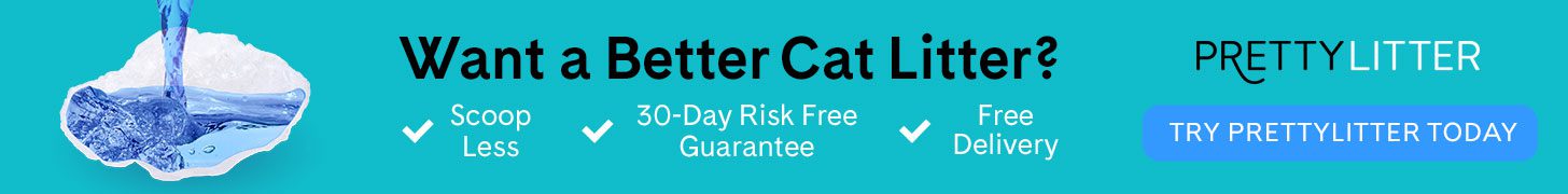 How to Nurture Your Cat’s Health and Well-Being Effectively